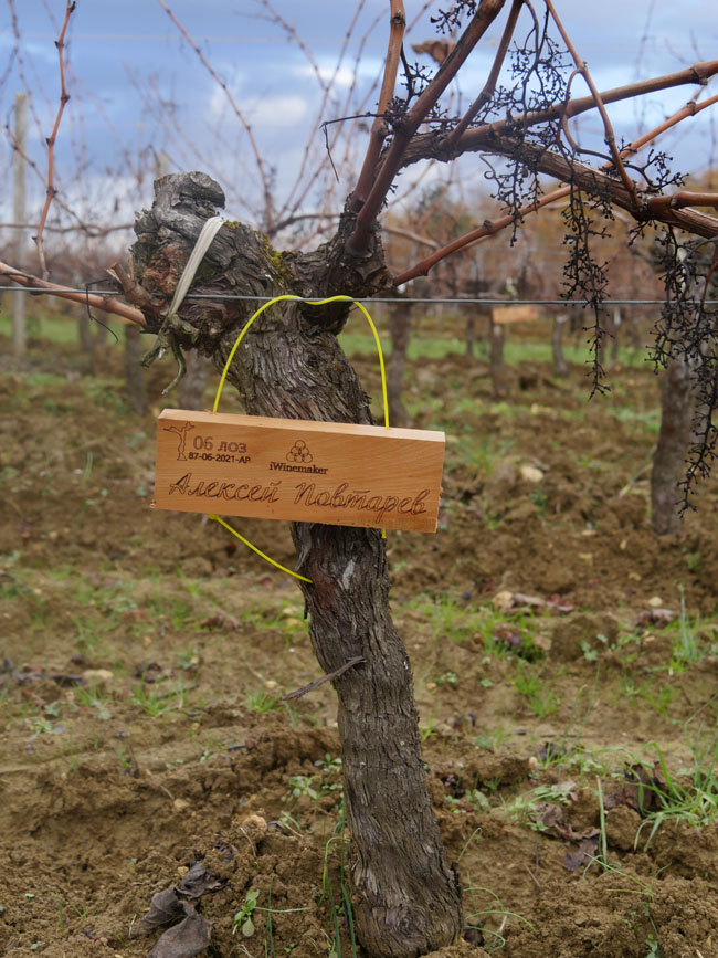 Виноградник на урожай